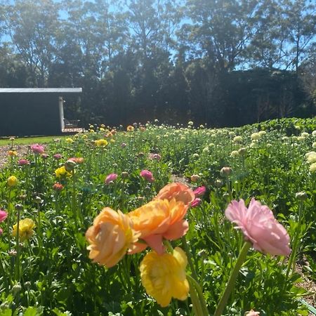 Flower Farm Tamborine Mountain Mount Tamborine Extérieur photo