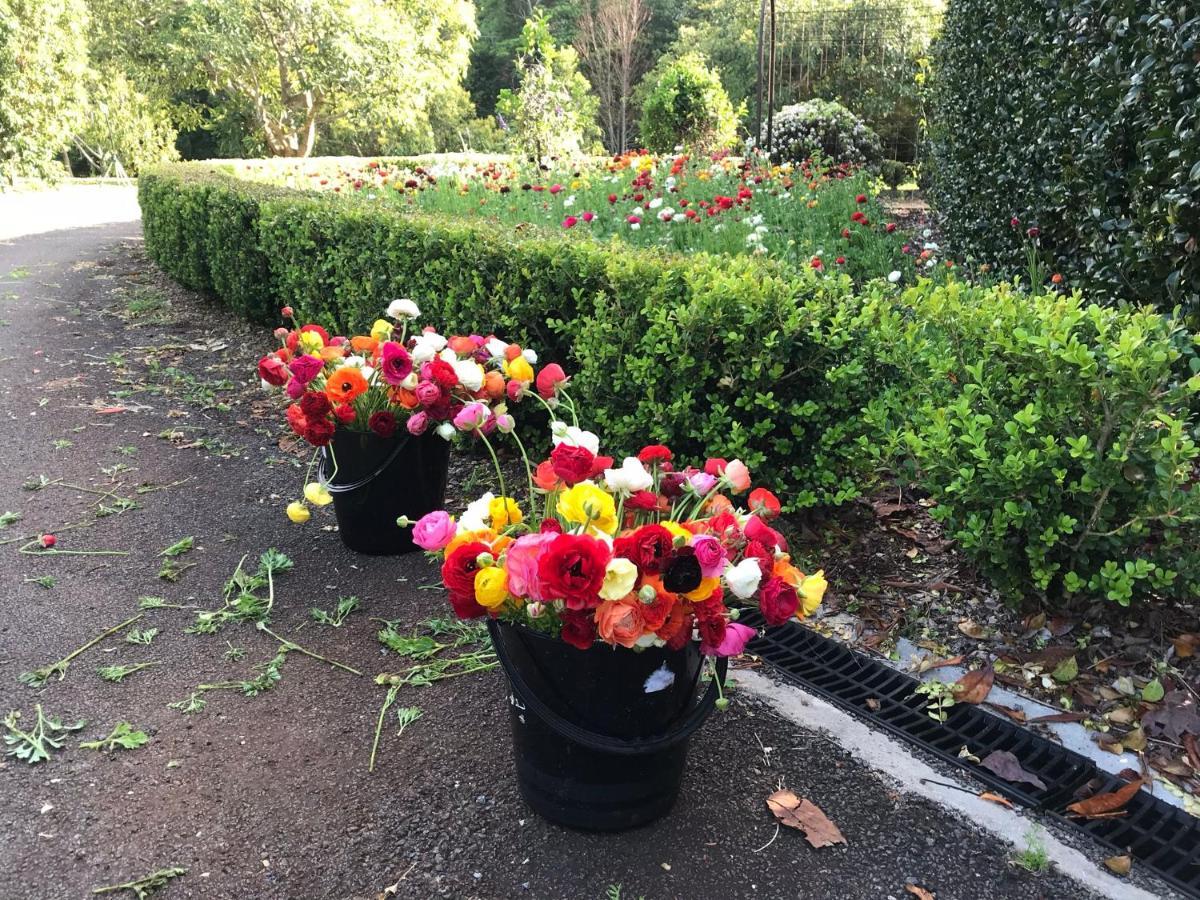Flower Farm Tamborine Mountain Mount Tamborine Extérieur photo