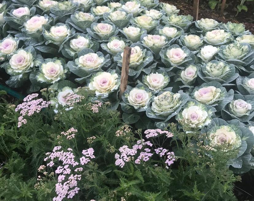 Flower Farm Tamborine Mountain Mount Tamborine Extérieur photo